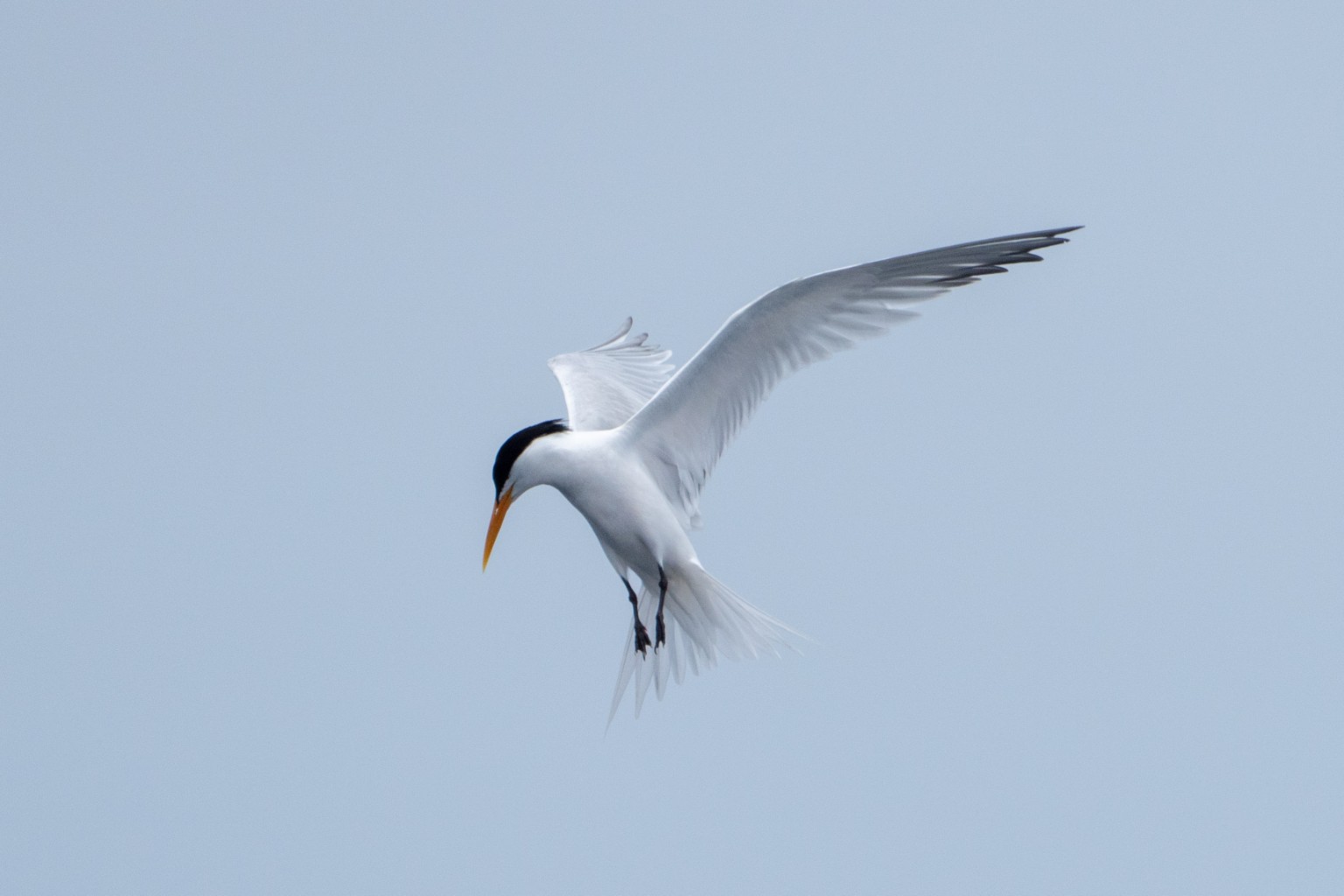 A tern holds its wings high against an open blue sky, its slender orange bill angled toward the water below. Approximately 13 miles offshore from San Diego, California.
