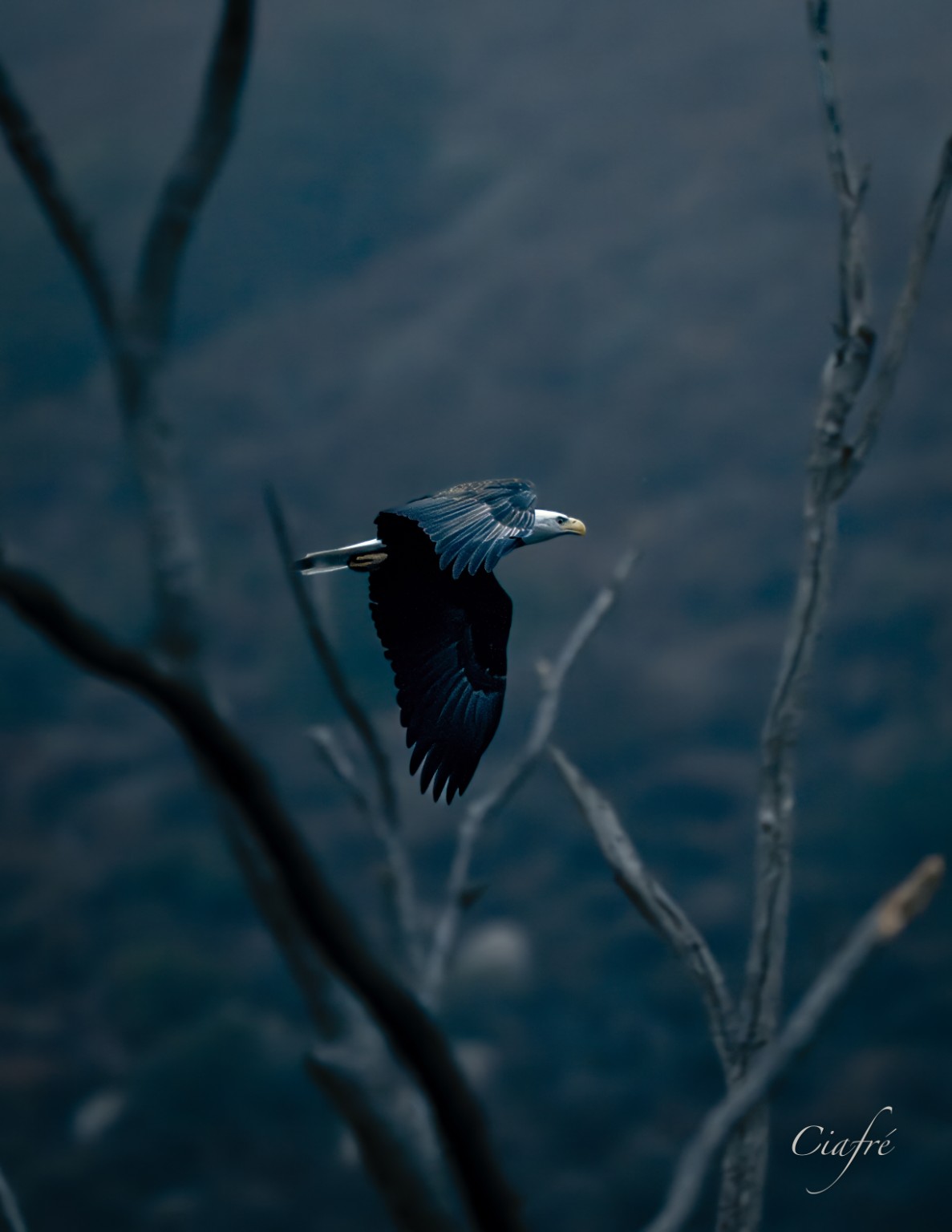 A Bald Eagle flies through a lattice of blurred branches, its white head set against the blue-gray woodland. Near El Capitan Reservoir, San Diego, California.