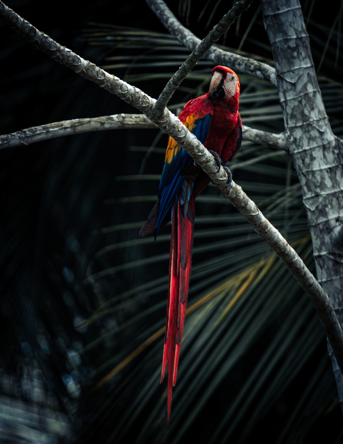 A Scarlet Macaw rests in the shade, its red tail and yellow-and-blue wings contrasting with dark palm fronds. Bahía Drake, Costa Rica.