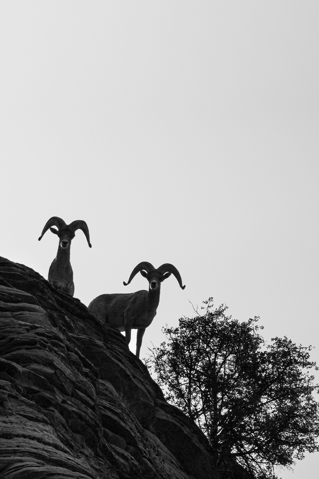 Two bighorn sheep stand on a steep rock face, their horns outlined against a pale sky. Zion National Park, Utah.