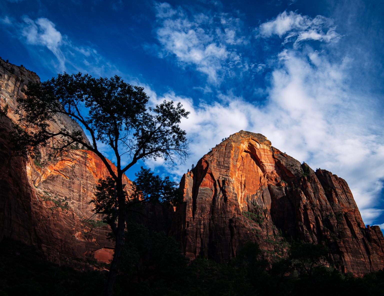 Warm light reaches a sandstone summit above a silhouetted tree and the deep shadows of the canyon. Zion National Park, Utah.