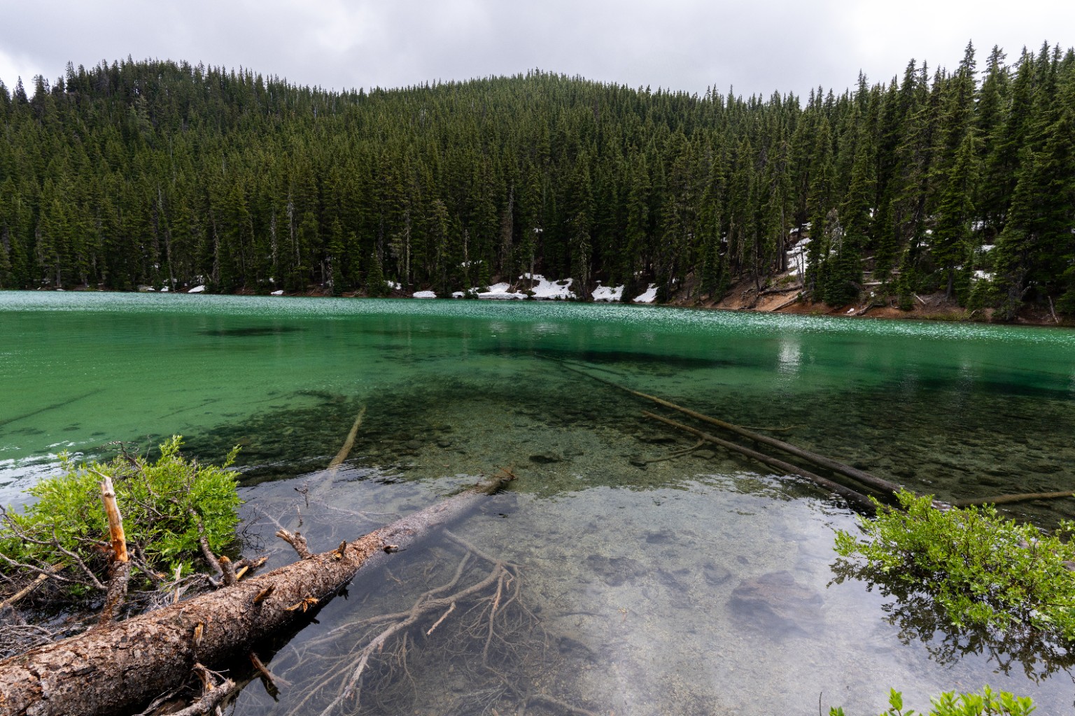 Clear green water reveals submerged branches beside a fallen log, with conifers lining the far shore. Near Bend, Oregon.