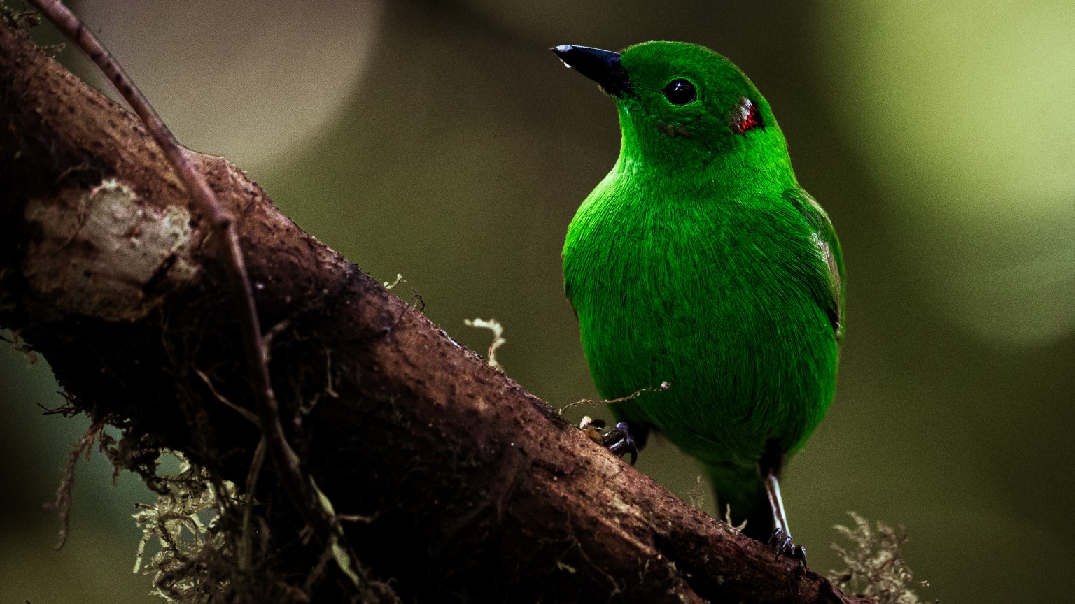 A Glistening-green Tanager rests on a mossy branch, its emerald plumage accented by a small red-and-white patch behind the eye. Dagua, Colombia.