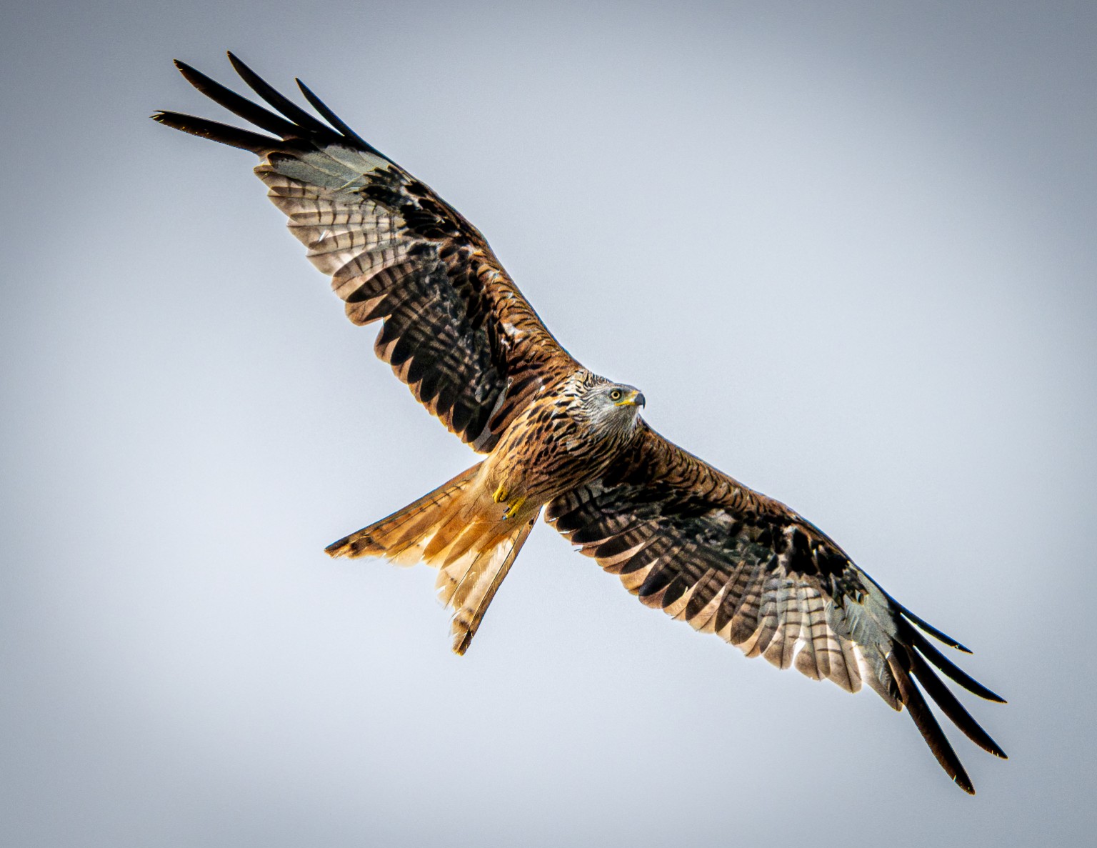 A Red Kite banks across a pale sky, revealing a forked tail and contrasting patches beneath its outstretched wings. Wettingen, Switzerland.
