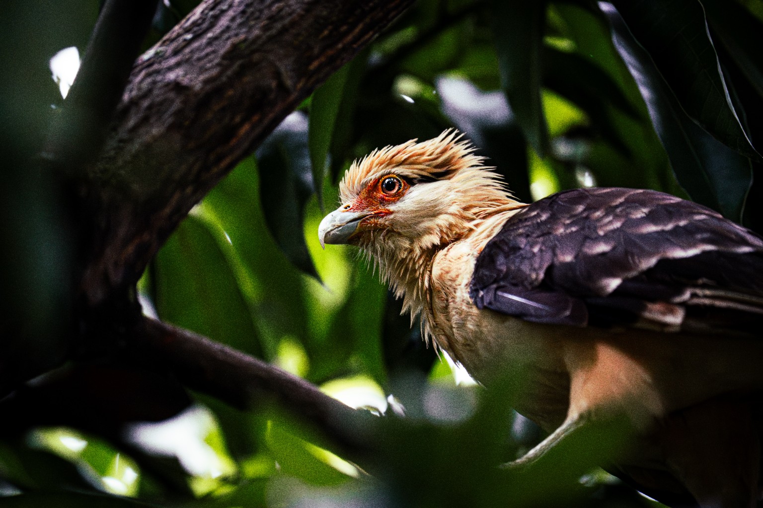 A pale-headed caracara watches from behind the leaves, with its orange eye caught between layers of foliage. Cali, Colombia.