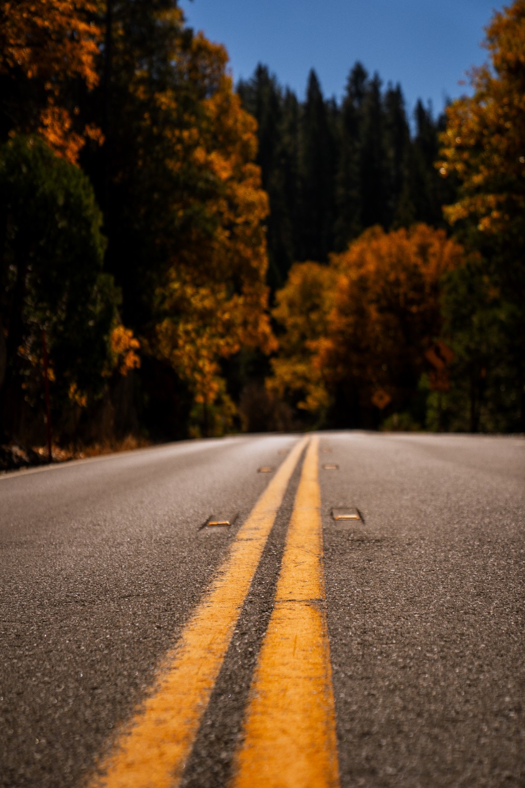Double yellow lines lead through a forest where autumn color borders the road. Near Groveland Ranger Station, California.