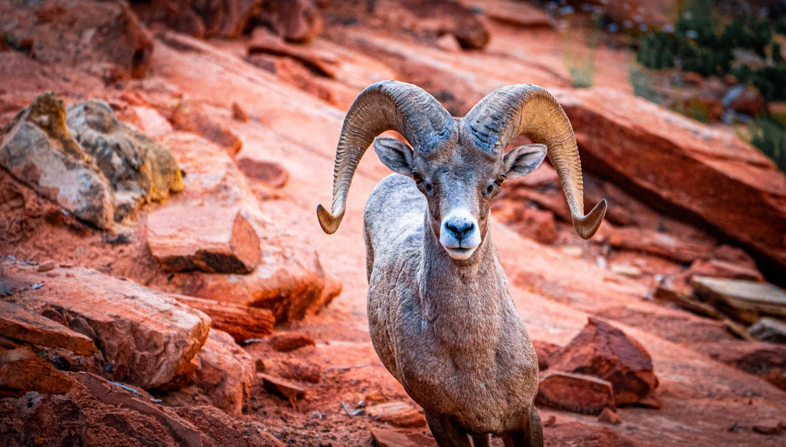 A bighorn ram faces the camera among red sandstone, its curved horns standing clear against the warm rock. Zion National Park, Utah.