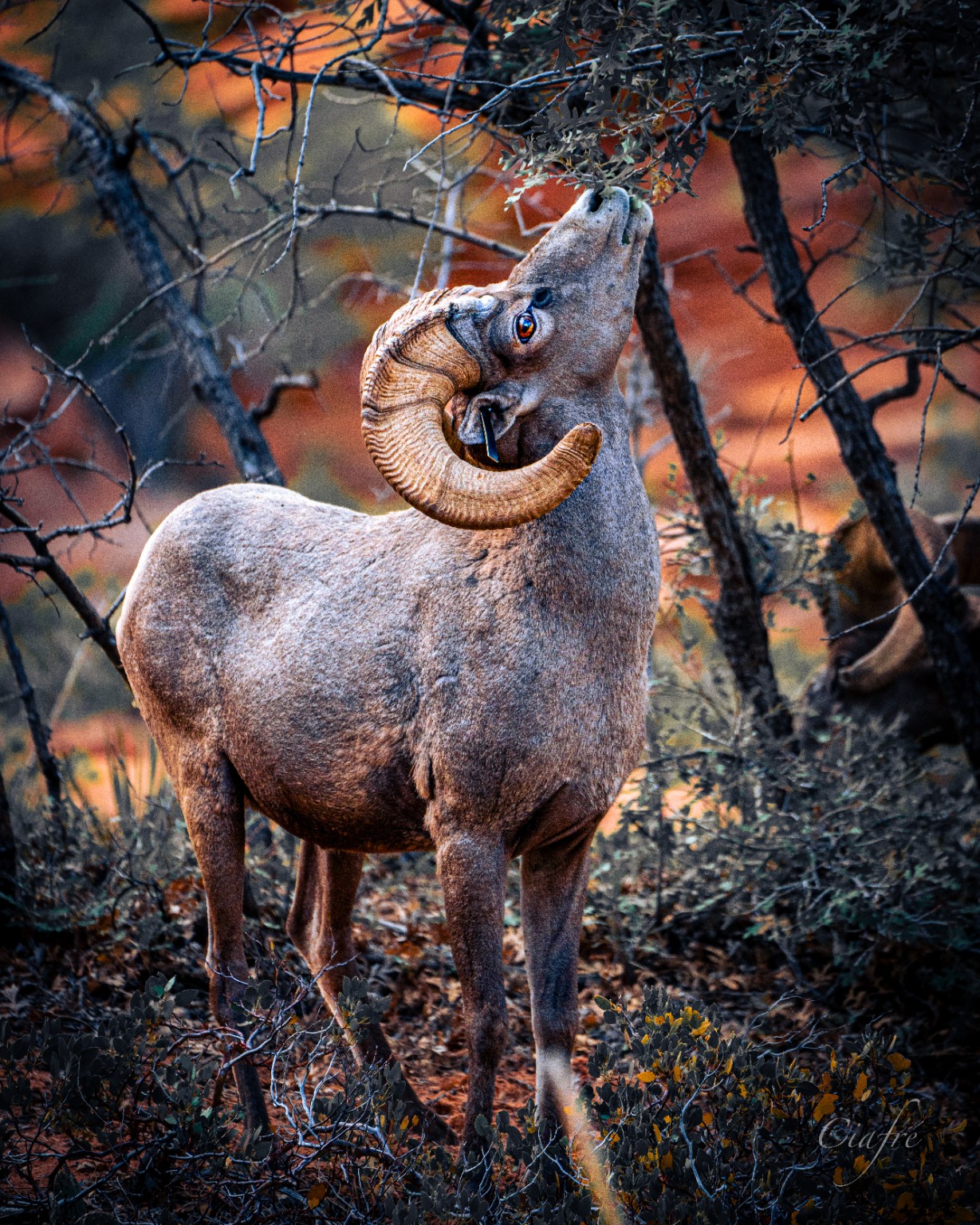 A bighorn ram stretches toward the branches overhead, its curved horn catching the light. Zion National Park, Utah.