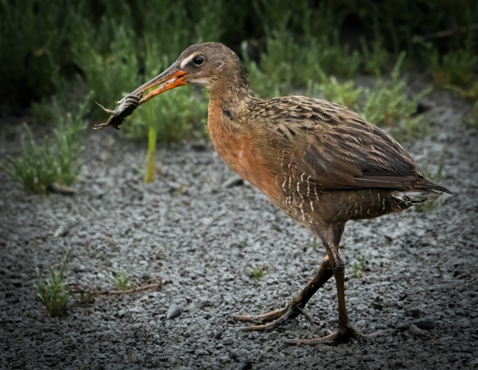 A Ridgway’s Rail steps across exposed mud with a catch in its bill, showing a cinnamon neck and streaked back. Tijuana Slough, San Diego, California.