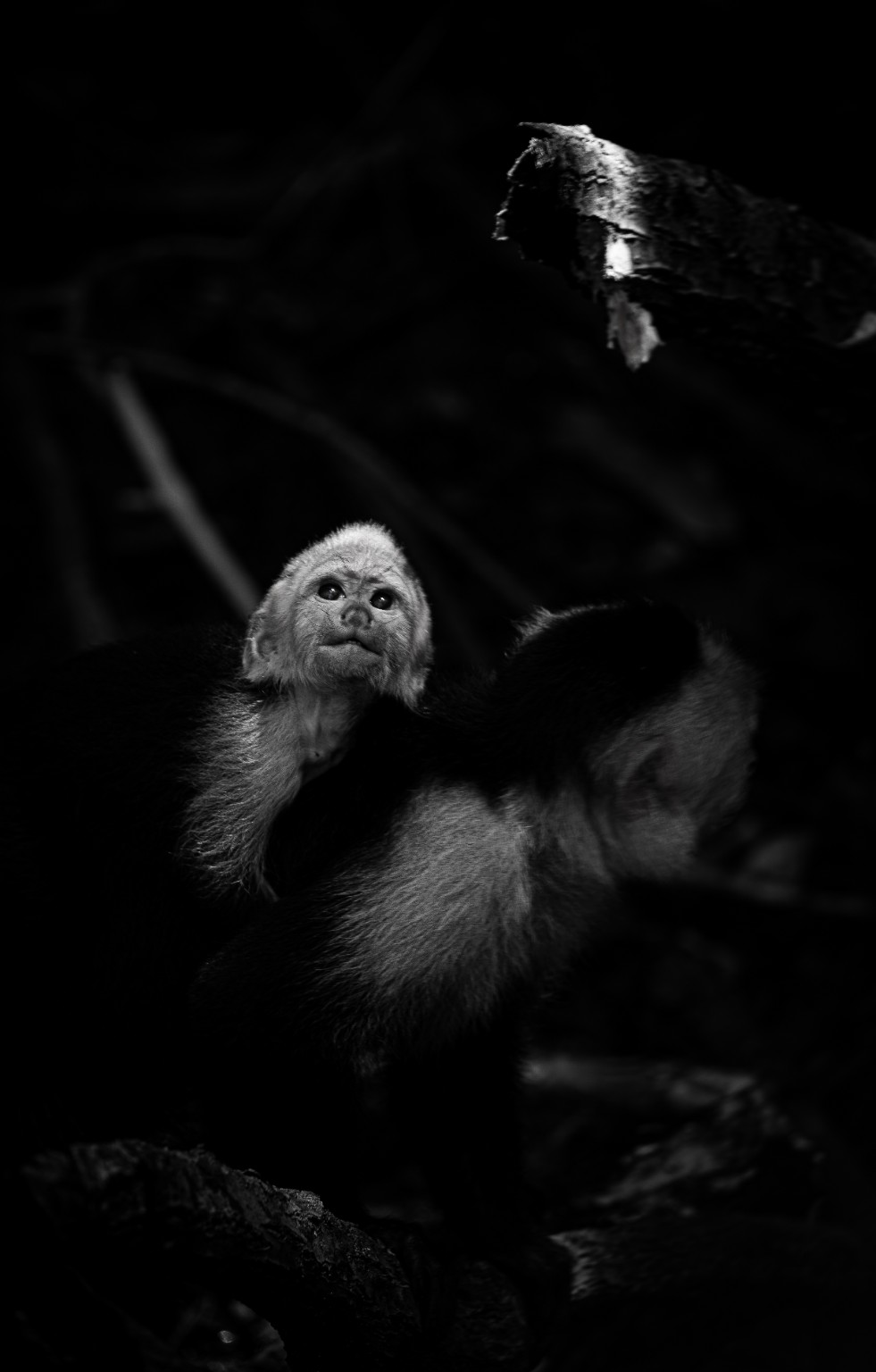 A white-faced capuchin looks upward from deep shade, its expression and pale fur isolated in black and white. Manuel Antonio, Costa Rica.