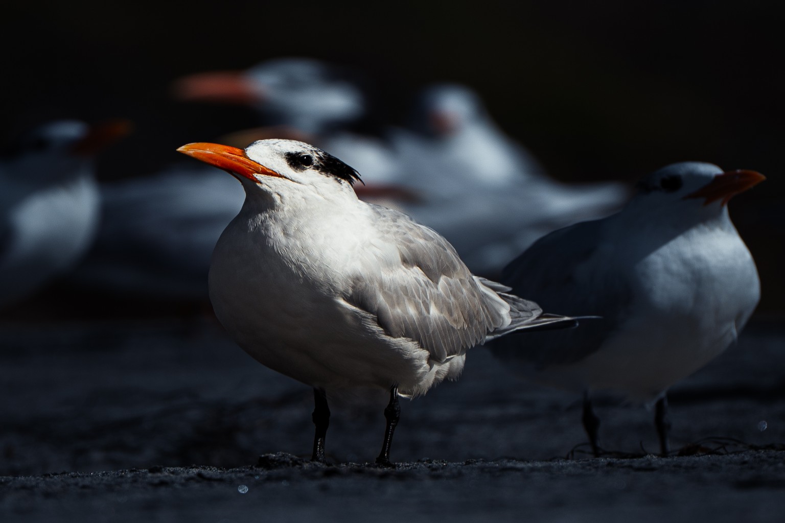 An orange-billed tern catches the light while the surrounding flock falls softly into shadow. Rosarito, Baja California, Mexico.