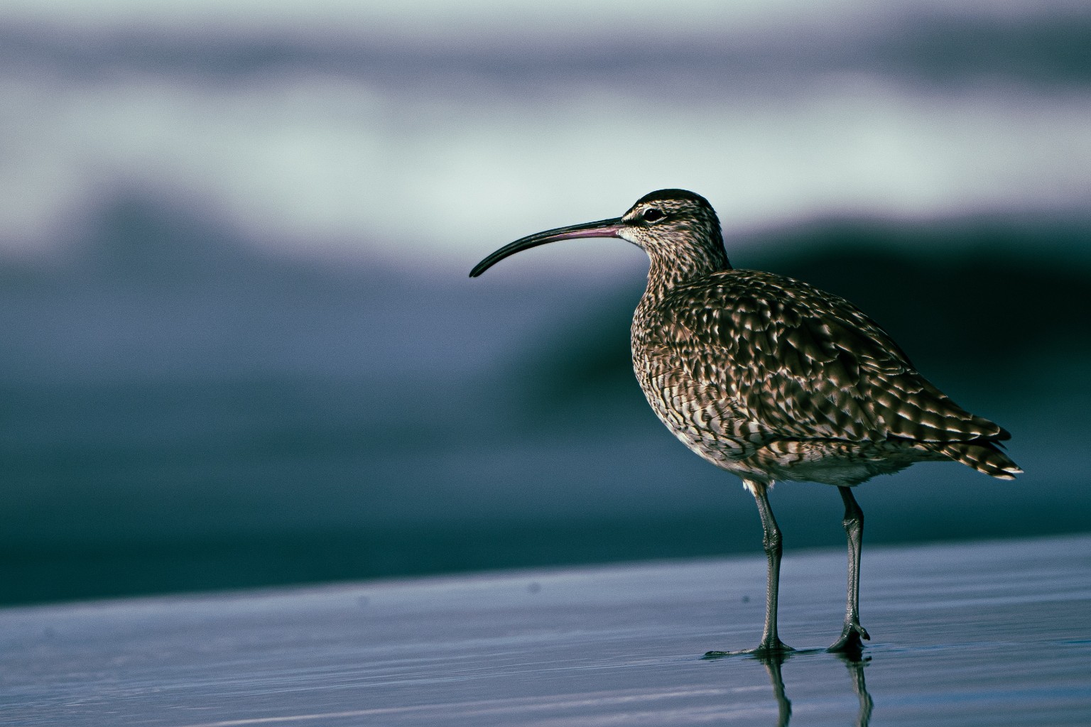 A whimbrel stands at the surf line, its curved bill and striped crown set against soft bands of teal water. Rosarito, Baja California, Mexico.