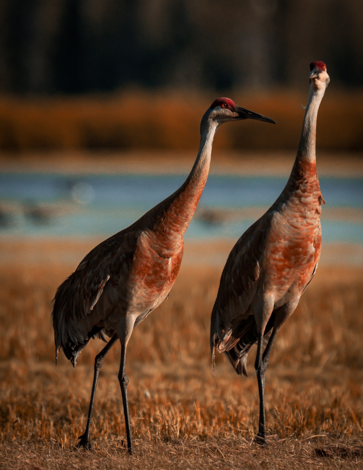 Two Sandhill Cranes stand side by side in warm light, their red crowns visible above the dry grasses. Near Sparks Lake, Deschutes, Oregon.