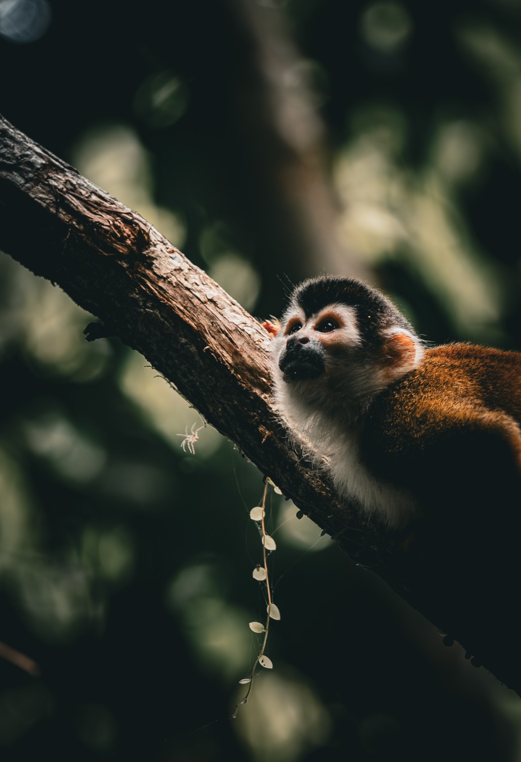 A Central American squirrel monkey rests beside a diagonal branch, its pale face emerging from the green forest backdrop. Manuel Antonio, Costa Rica.